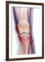 Normal Knee, X-ray-Du Cane Medical-Framed Photographic Print