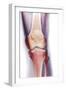 Normal Knee, X-ray-Du Cane Medical-Framed Photographic Print