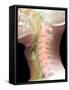 Normal Neck, X-ray-Du Cane Medical-Framed Stretched Canvas