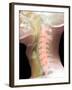 Normal Neck, X-ray-Du Cane Medical-Framed Premium Photographic Print