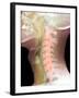 Normal Neck, X-ray-Du Cane Medical-Framed Premium Photographic Print