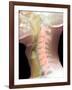 Normal Neck, X-ray-Du Cane Medical-Framed Photographic Print