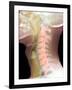 Normal Neck, X-ray-Du Cane Medical-Framed Photographic Print