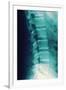 Normal Spine, X-ray-Miriam Maslo-Framed Photographic Print