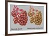 Normal vs. Emphysematous Alveoli-Gwen Shockey-Framed Giclee Print