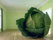 Cabbage (After Magritte) 1995-Norman Hollands-Photographic Print