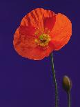 Poppy Bud, 1996-Norman Hollands-Photographic Print