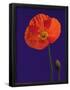 Essential Black