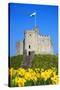 Norman Keep and daffodils, Cardiff Castle, Cardiff, Wales, United Kingdom, Europe-Billy Stock-Stretched Canvas