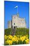 Norman Keep and daffodils, Cardiff Castle, Cardiff, Wales, United Kingdom, Europe-Billy Stock-Mounted Photographic Print