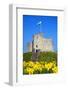 Norman Keep and daffodils, Cardiff Castle, Cardiff, Wales, United Kingdom, Europe-Billy Stock-Framed Photographic Print