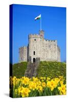 Norman Keep and daffodils, Cardiff Castle, Cardiff, Wales, United Kingdom, Europe-Billy Stock-Stretched Canvas