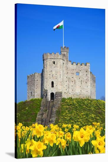 Norman Keep and daffodils, Cardiff Castle, Cardiff, Wales, United Kingdom, Europe-Billy Stock-Stretched Canvas