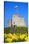 Norman Keep and daffodils, Cardiff Castle, Cardiff, Wales, United Kingdom, Europe-Billy Stock-Stretched Canvas