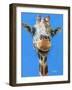 Norman-Melissa Symons-Framed Art Print