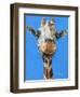 Norman-Melissa Symons-Framed Art Print