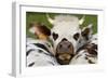 Normandy Cow Face-null-Framed Photographic Print