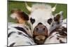 Normandy Cow Face-null-Mounted Photographic Print