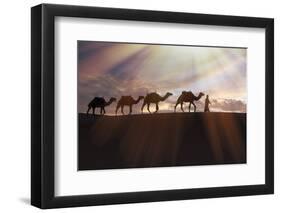 North Africa, Erg Chebbi, Dromedary camel caravan being led through desert by Tuareg man.-Emily Wilson-Framed Photographic Print