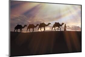 North Africa, Erg Chebbi, Dromedary camel caravan being led through desert by Tuareg man.-Emily Wilson-Mounted Photographic Print