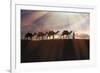 North Africa, Erg Chebbi, Dromedary camel caravan being led through desert by Tuareg man.-Emily Wilson-Framed Photographic Print