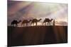 North Africa, Erg Chebbi, Dromedary camel caravan being led through desert by Tuareg man.-Emily Wilson-Mounted Photographic Print