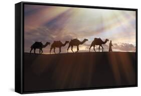 North Africa, Erg Chebbi, Dromedary camel caravan being led through desert by Tuareg man.-Emily Wilson-Framed Stretched Canvas