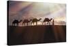 North Africa, Erg Chebbi, Dromedary camel caravan being led through desert by Tuareg man.-Emily Wilson-Stretched Canvas