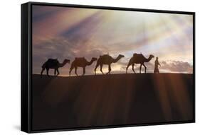 North Africa, Erg Chebbi, Dromedary camel caravan being led through desert by Tuareg man.-Emily Wilson-Framed Stretched Canvas