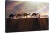 North Africa, Erg Chebbi, Dromedary camel caravan being led through desert by Tuareg man.-Emily Wilson-Stretched Canvas