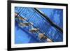 North Africa, Morocco, Chefchaouen District. Staircase Detail-ClickAlps-Framed Photographic Print
