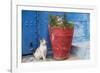 North Africa, Morocco, Rabat, Sale, Kasbah des Oudaias, Cats in the blue streets.-Emily Wilson-Framed Photographic Print