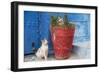 North Africa, Morocco, Rabat, Sale, Kasbah des Oudaias, Cats in the blue streets.-Emily Wilson-Framed Photographic Print