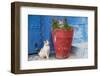 North Africa, Morocco, Rabat, Sale, Kasbah des Oudaias, Cats in the blue streets.-Emily Wilson-Framed Photographic Print