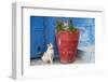 North Africa, Morocco, Rabat, Sale, Kasbah des Oudaias, Cats in the blue streets.-Emily Wilson-Framed Photographic Print