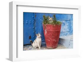 North Africa, Morocco, Rabat, Sale, Kasbah des Oudaias, Cats in the blue streets.-Emily Wilson-Framed Photographic Print