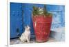 North Africa, Morocco, Rabat, Sale, Kasbah des Oudaias, Cats in the blue streets.-Emily Wilson-Framed Photographic Print