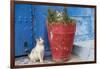 North Africa, Morocco, Rabat, Sale, Kasbah des Oudaias, Cats in the blue streets.-Emily Wilson-Framed Photographic Print