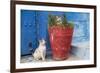 North Africa, Morocco, Rabat, Sale, Kasbah des Oudaias, Cats in the blue streets.-Emily Wilson-Framed Photographic Print