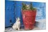 North Africa, Morocco, Rabat, Sale, Kasbah des Oudaias, Cats in the blue streets.-Emily Wilson-Mounted Photographic Print