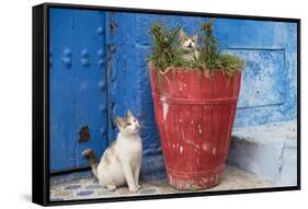 North Africa, Morocco, Rabat, Sale, Kasbah des Oudaias, Cats in the blue streets.-Emily Wilson-Framed Stretched Canvas