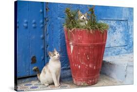 North Africa, Morocco, Rabat, Sale, Kasbah des Oudaias, Cats in the blue streets.-Emily Wilson-Stretched Canvas