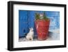 North Africa, Morocco, Rabat, Sale, Kasbah des Oudaias, Cats in the blue streets.-Emily Wilson-Framed Premium Photographic Print