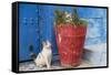 North Africa, Morocco, Rabat, Sale, Kasbah des Oudaias, Cats in the blue streets.-Emily Wilson-Framed Stretched Canvas