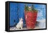 North Africa, Morocco, Rabat, Sale, Kasbah des Oudaias, Cats in the blue streets.-Emily Wilson-Framed Stretched Canvas