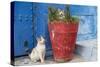 North Africa, Morocco, Rabat, Sale, Kasbah des Oudaias, Cats in the blue streets.-Emily Wilson-Stretched Canvas