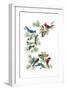 North Am Birds Cutup-null-Framed Giclee Print