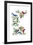 North Am Birds Cutup-null-Framed Giclee Print