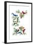 North Am Birds Cutup-null-Framed Giclee Print