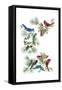 North Am Birds Cutup-null-Framed Stretched Canvas